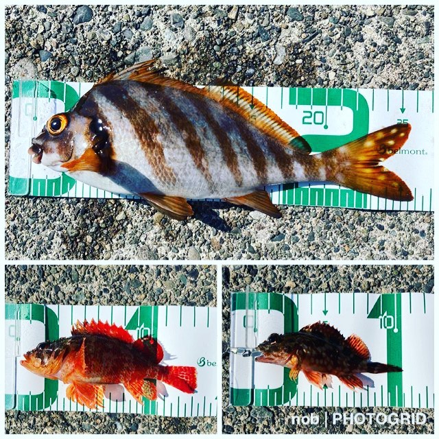 久しぶりの海釣り。.誰も居ない海を前に一人たたずみます(^^(良い天気だったので、日に焼けてしまった…).水温が高いせいか?魚の活性が高いような気がしました~♪アタリはちょいちょいあるものの、全部は釣れず…orz笑.それでも、この日は2時間くらいでカサゴが2匹(10cmと13cm)とタカノハダイが1匹(26cm)の3匹が釣れたので嬉しかったです!#静岡サーフ #沼津サーフ #海釣り #タカノハダイが初めて釣れた